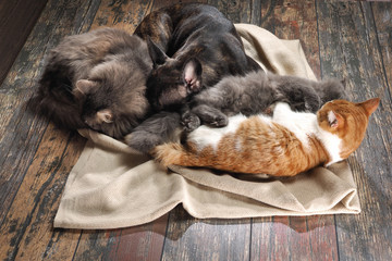 Cat and dog sleeping together on the floor