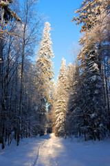 the beauty of winter nature