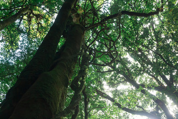 2016/12/01 タイチェンマイ風景 山　花 虫 空 木漏れ日