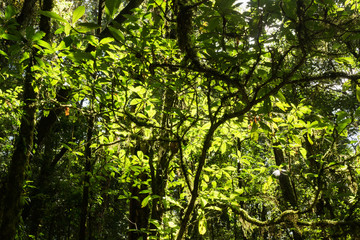 2016/12/01 タイチェンマイ風景 山　花 虫 空 木漏れ日