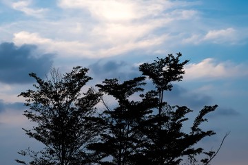 Silhouette of a Tree with Sunset at Behind
