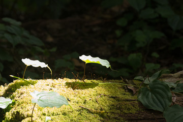植物　生命の力　息吹