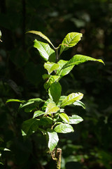 植物　生命の力　息吹