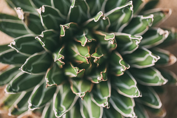 Close up of cactus