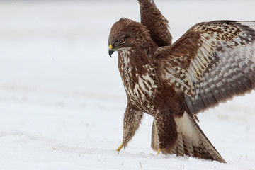 The common buzzard (Buteo buteo) with the spread wings on th snow.