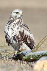 The rough-legged buzzard (Buteo lagopus), also called the rough-legged hawk in the winter.