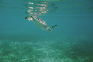 Obraz na płótnie Canvas Sea Turtle Swimming