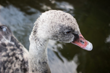 水辺の　カモ