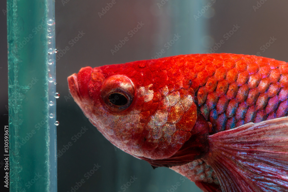 Canvas Prints Macro shooting the red betta fish in aquarium - Canvas Prints
