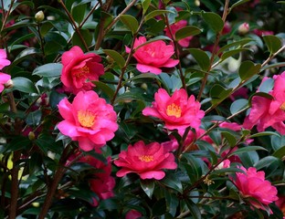 山茶花の赤い花が咲く