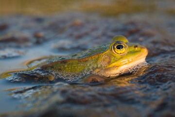 The Marsh Frog (Pelophylax ridibundus) in the water.