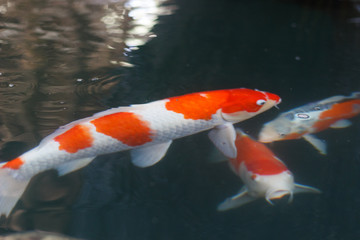 池の錦鯉　