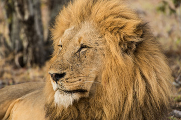 Lion portrait