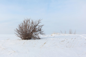 Lonely bush on snow in the winter