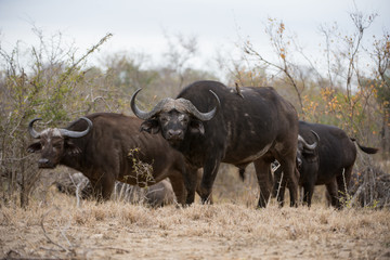Buffalo Herd
