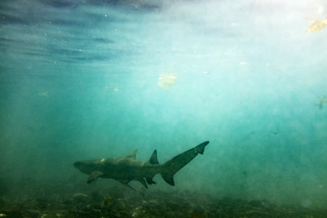 Lemon Shark in the shallows 4