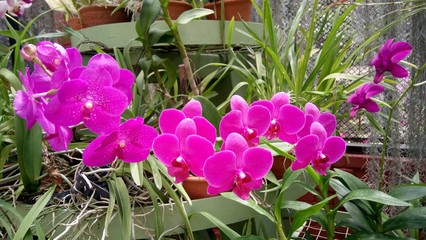 Orchid Folower