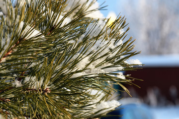 branch of the plant covered with snow winter macro