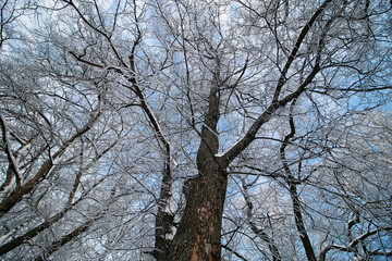 winter snow covered tree branches