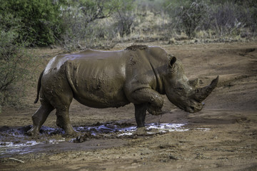 Muddy rhino