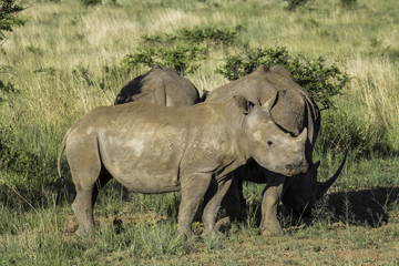 Fototapeta premium Crash of rhino