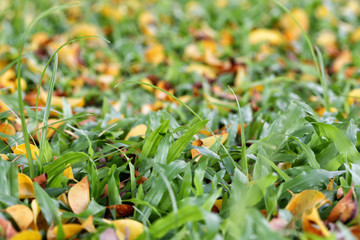 Fresh green grass in public park with dry leaf.