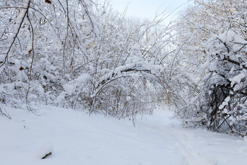 footpath in a snowy winter deciduous forest