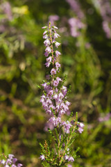 Wild Purple Common Heather, Calluna vulgaris, blossom close-up, selective focus, shallow DOF