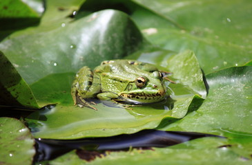 Frog on a lily pond
