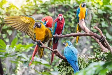 Wandcirkels aluminium Colourful parrots bird sitting on the perch. © xiaoliangge