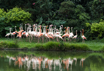 Flamingo birds standing in lake