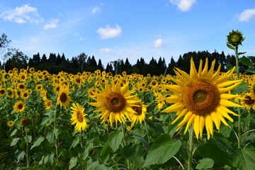 Obraz premium ヒマワリ