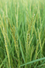 Rice plant near harvest time and evening sunlight.