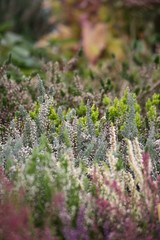 heath in the garden