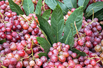 Red grapes background, concept wine, crop and juice