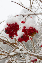Viburnum berries covered in snow at wintertime. Bunches of red viburnum, red berries