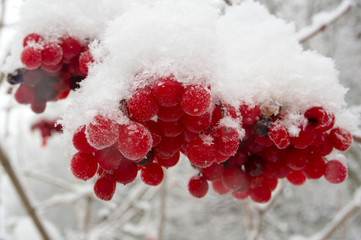 bunch of viburnum berries covered with snow