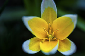 Yellow garden flower