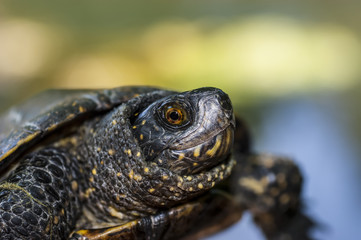 Obraz premium Turtle