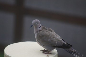 Fototapeta premium autour de la maison