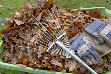 Raking up fallen oak leaves in late autumn Norfolk
