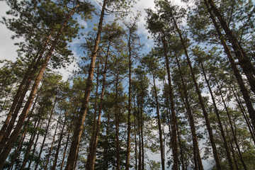 Pine forest. view of pine forest with sky in the north of Thailand.