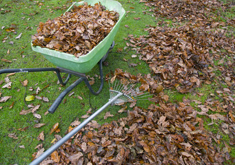 Raking up fallen oak leaves in late autumn Norfolk