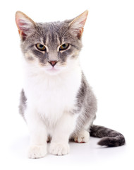 Kitten on white background.