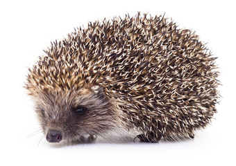 Hedgehog on white.