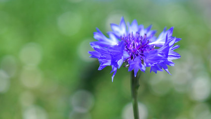 flower close up background