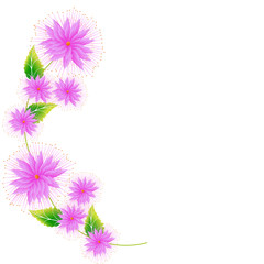 beautiful  flowers, on a white