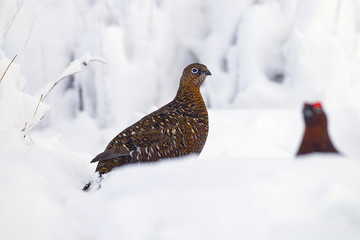 Red Grouse Lagopus scoticus in snow on moorland top in the Yorkshire Dales