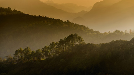 View of Forest on moutain in the north of Thailand. Doi Angkhang, Chiangmai,Thailand. 