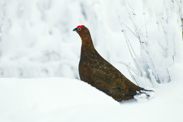 Red Grouse Lagopus scoticus in snow on moorland top in the Yorkshire Dales